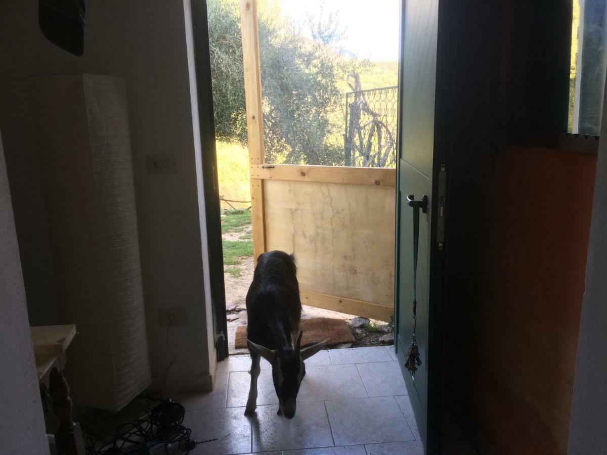 la masseria di Antonio e Teresina Colli a Volturno Esterno foto