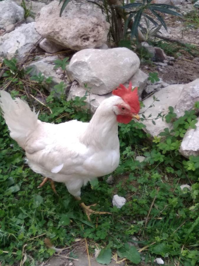 la masseria di Antonio e Teresina Colli a Volturno Esterno foto