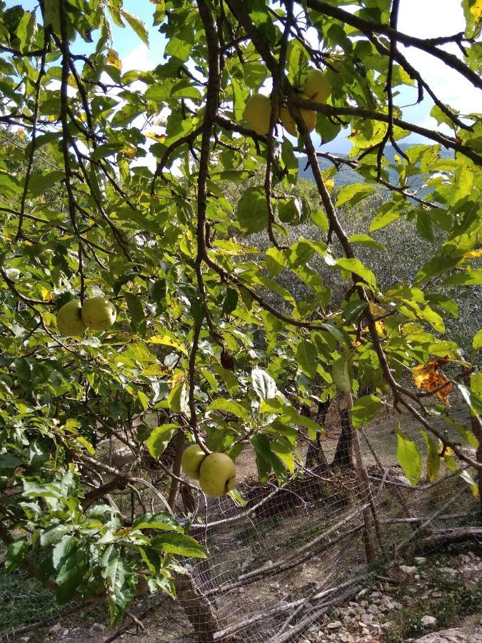 la masseria di Antonio e Teresina Colli a Volturno Esterno foto